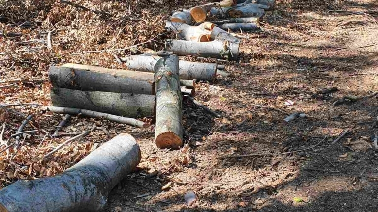 Задържаха 2 ма заради незаконна сеч във Видинско съобщиха от МВР