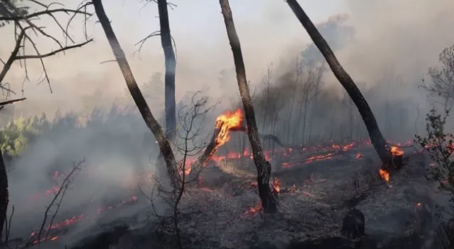 Продължават да бушуват пожарите в съседна Гърция Само за 24