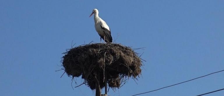 17 мъртви щъркела са открити при проверка на служители от
