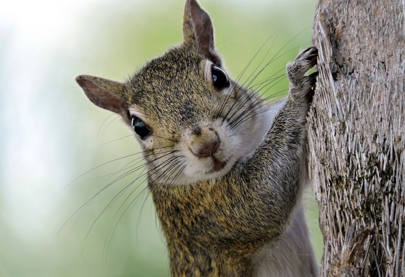 Полицията в Аляска разпространи видеоклип с катерица която тича на паркинга със служебните