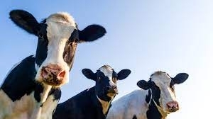 Издирват бандит откраднал 6 крави във Врачанско научи BulNews Случката е