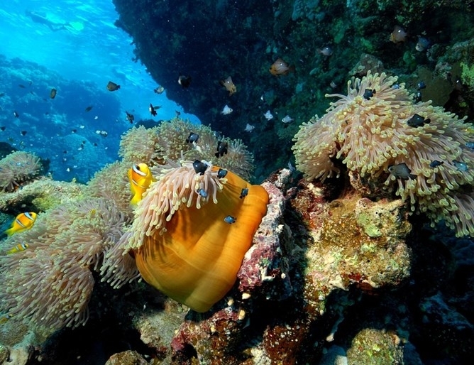 Специалисти откриха хранещи се с петрол бактерии в Марианската падина