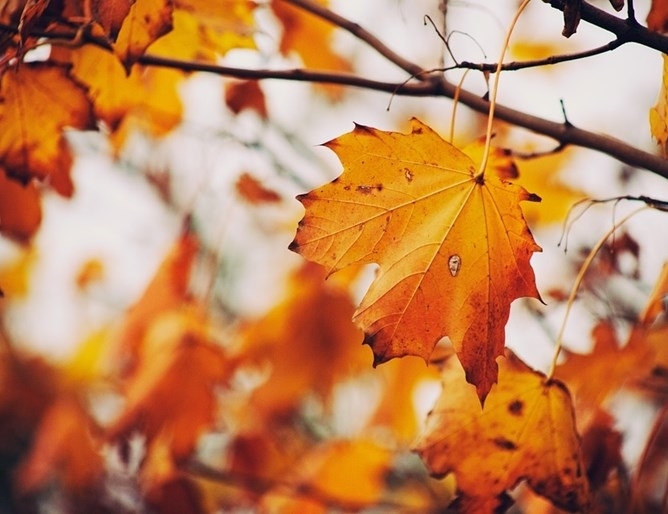 Най-ниските температури през ноември у нас ще бъдат между минус
