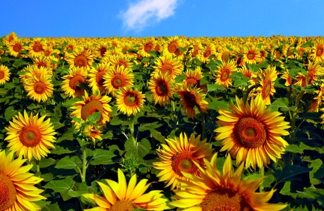 Днес ще е предимно слънчево В следобедните часове главно над