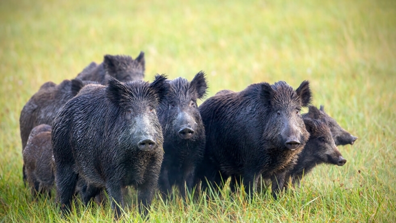 23 положителни за Африканска чума по свинете проби при диви
