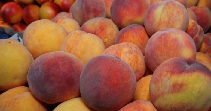 Реколтата от праскови в Сливенско е под въпрос Заради големите