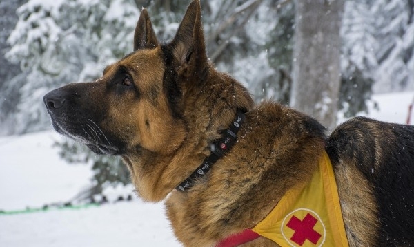 Турист изчезна в района на ски зона Банско съобщиха от Планинската