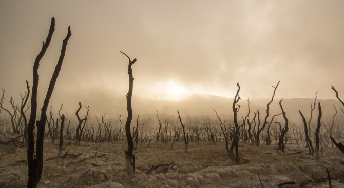 Еволюцията на първите животни на Земята преди повече от 500