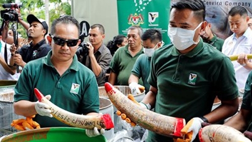 Малайзия изгори близо 4 тона бивни и слонова кост, като