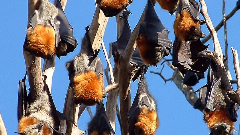 Непоносима жега в Австралия уби стотици прилепи след като високите