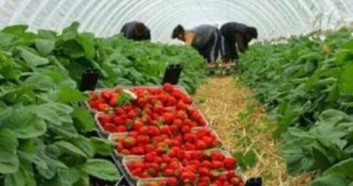 Британското правителство ще увеличи годишната имиграционна квота за сезонни селскостопански