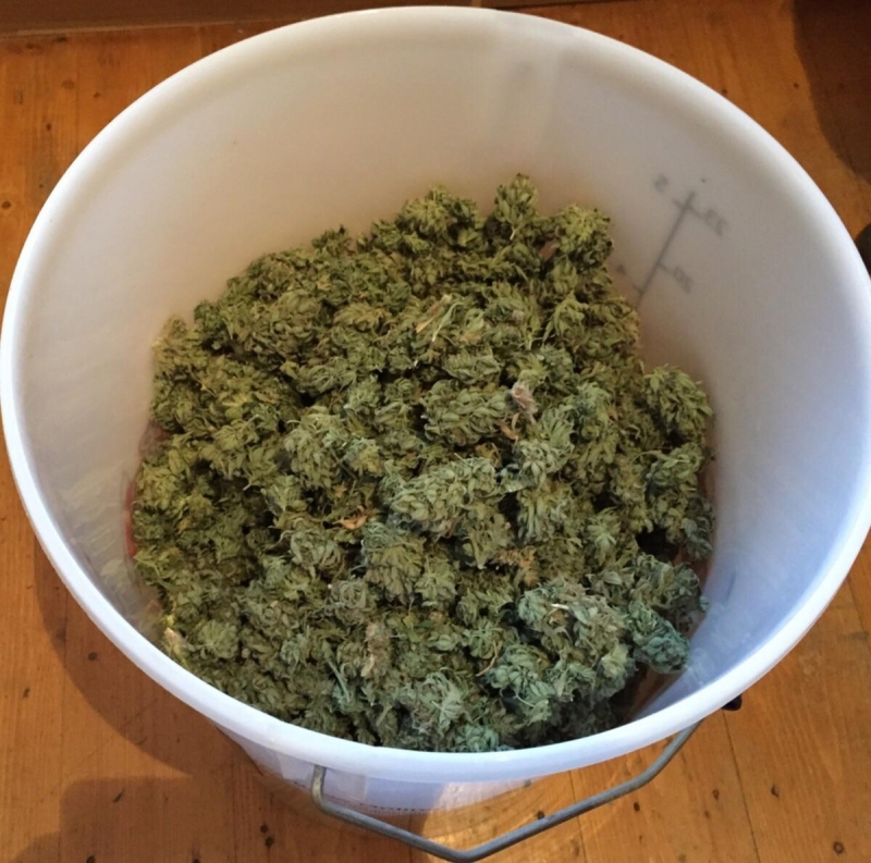 За куриозен случай съобщава видинската полиция Неизвестнми завъдиха канабис в