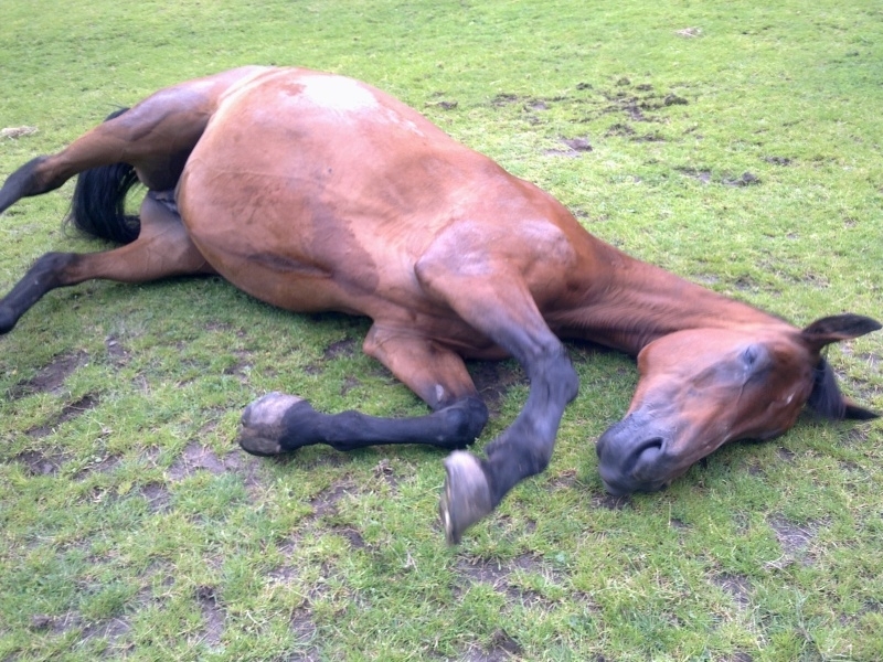Полицията разследва убийството на коне във Видонско, съобщиха от пресцентъра