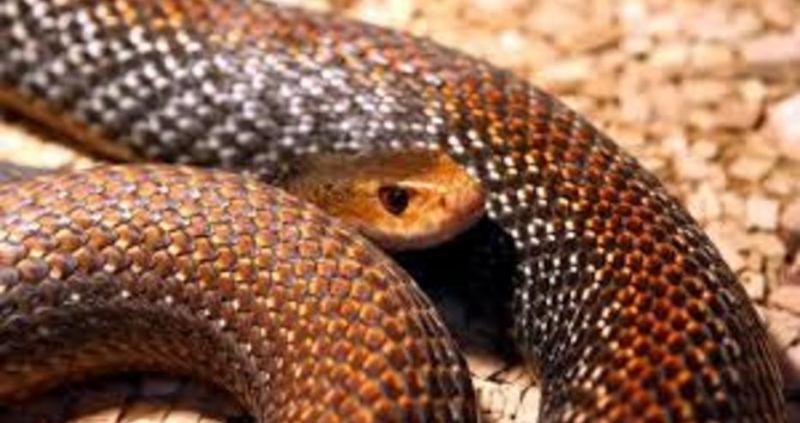 Опел корса се е наложило да бъде разглобен в автосервиз