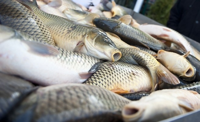 1200 кг риба от вида сребриста каракуда и платика задържаха служители от сектор