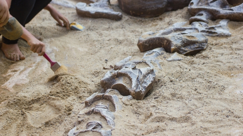 Японски учени са идентифицирали нов вид динозавър от почти пълен