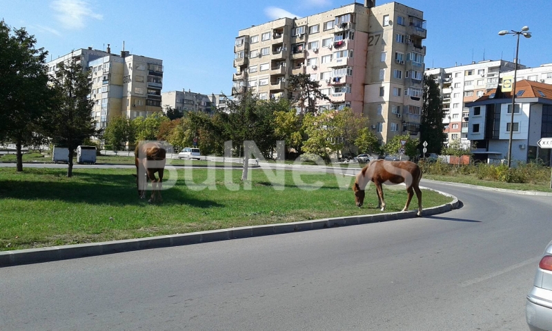 Коне обикалят необезпокоявано по улици и паркове в Монтана сигнализира