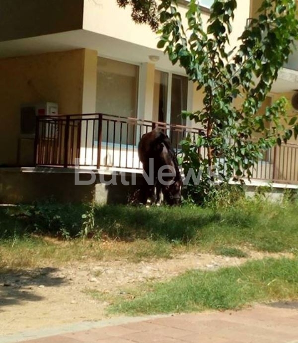 Кон редовно се разхожда необезпокояван в центъра на Монтана сигнализира